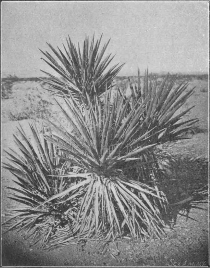 An illustration from Scientific American, Vol. 82, No. 20 (May 1900), 1900, leaf 4