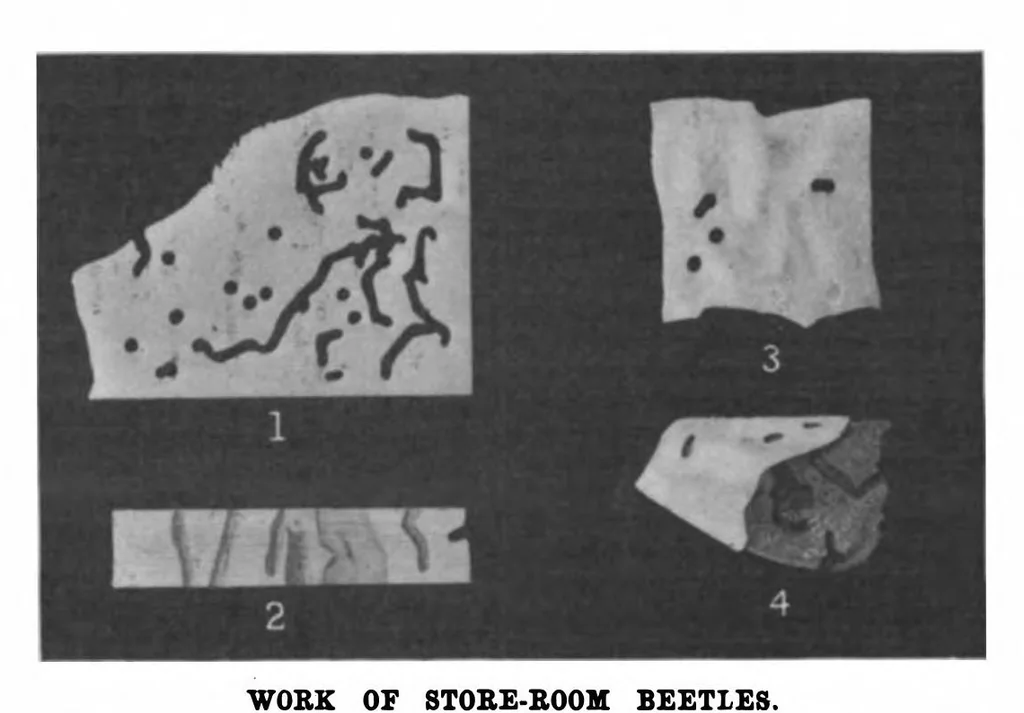 An illustration from Scientific American, Vol. 82, No. 22 (June 1900), 1900, leaf 10