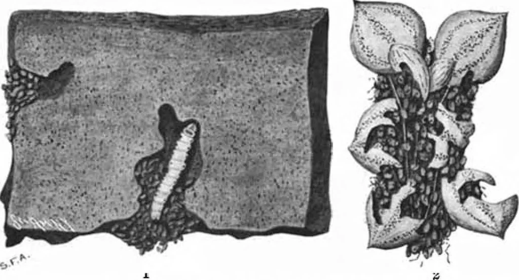 An illustration from Scientific American, Vol. 83, No. 16 (October 1900), 1900, leaf 9