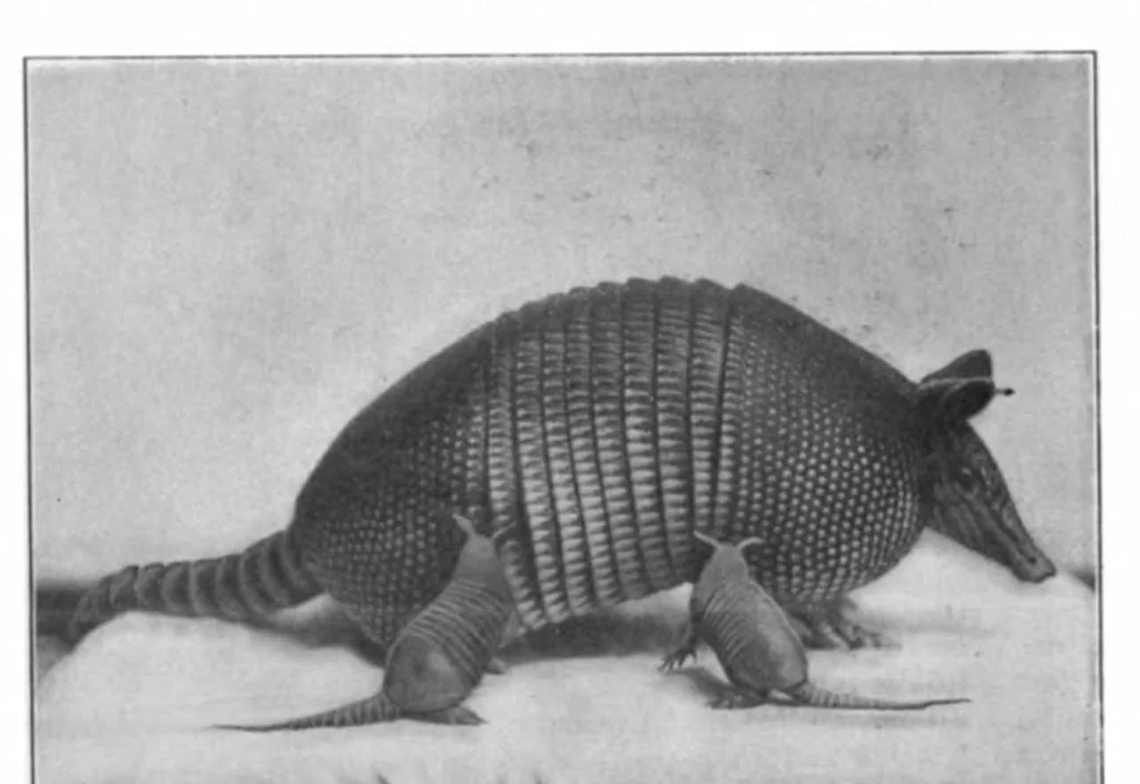 An illustration from Scientific American, Vol. 83, No. 25 (December 1900), 1900, leaf 9