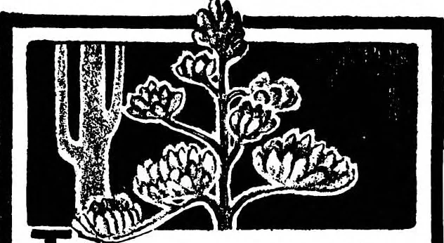 An illustration from Scientific American, Vol. 84, No. 5 (February 1901), 1901, leaf 15