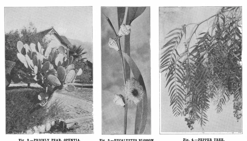 An illustration from Scientific American, Vol. 84, No. 10 (March 1901), 1901, leaf 4