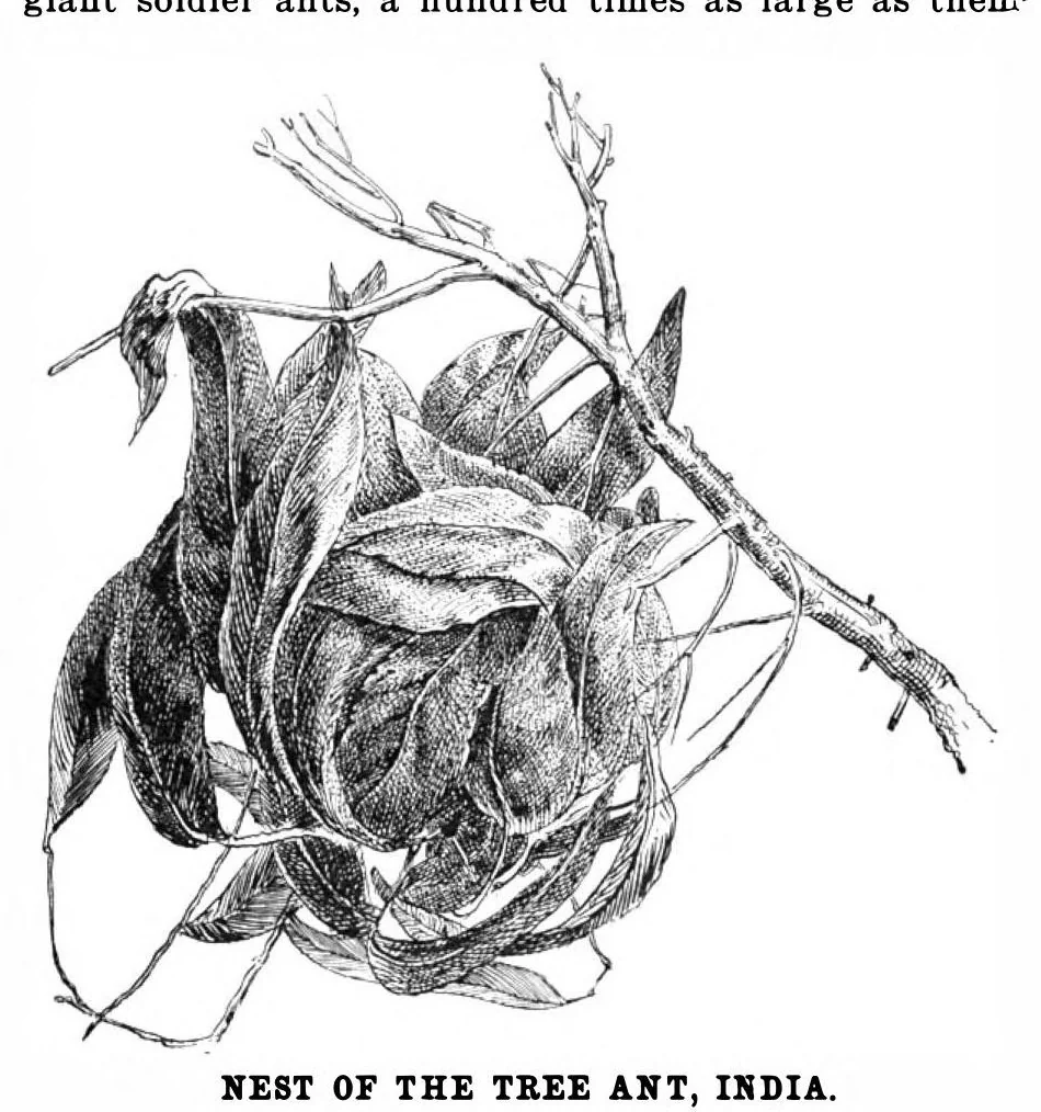 An illustration from Scientific American, Vol. 84, No. 17 (April 1901), 1901, leaf 8