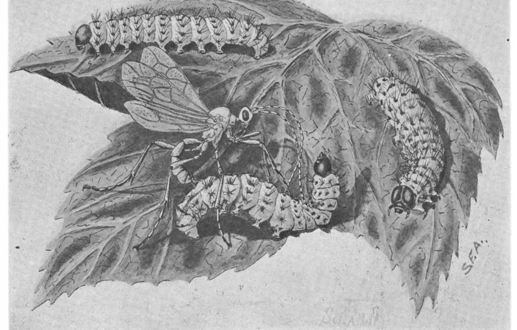 An illustration from Scientific American, Vol. 84, No. 25 (June 1901), 1901, leaf 9