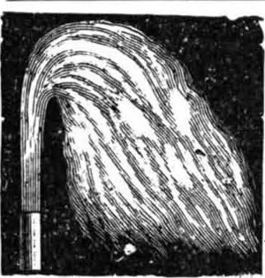 An illustration from Scientific American, Vol. 85, No. 6 (August 1901), 1901, leaf 14