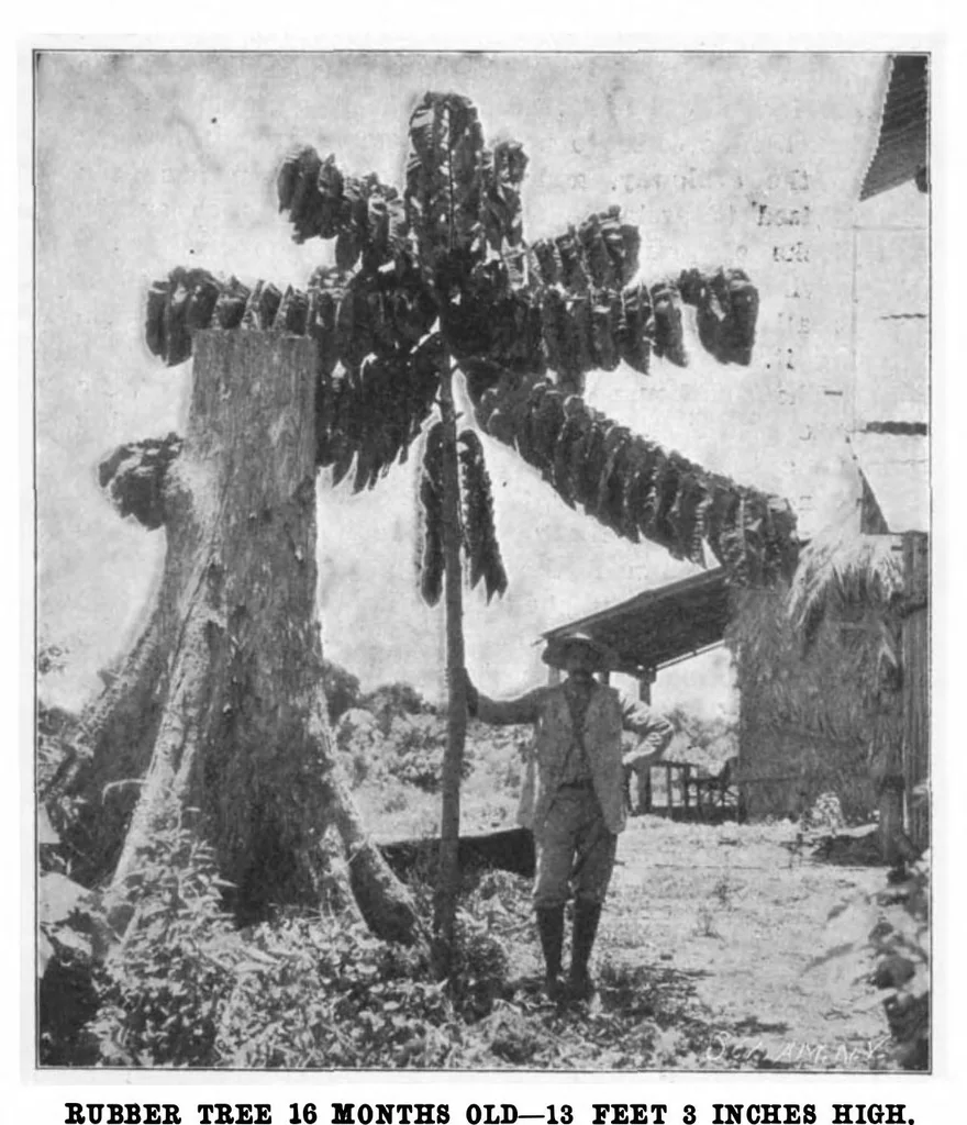 An illustration from Scientific American, Vol. 85, No. 19 (November 1901), 1901, leaf 4