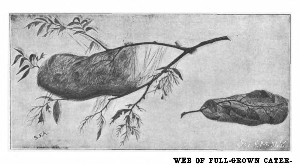 An illustration from Scientific American, Vol. 85, No. 22 (November 1901), 1901, leaf 3