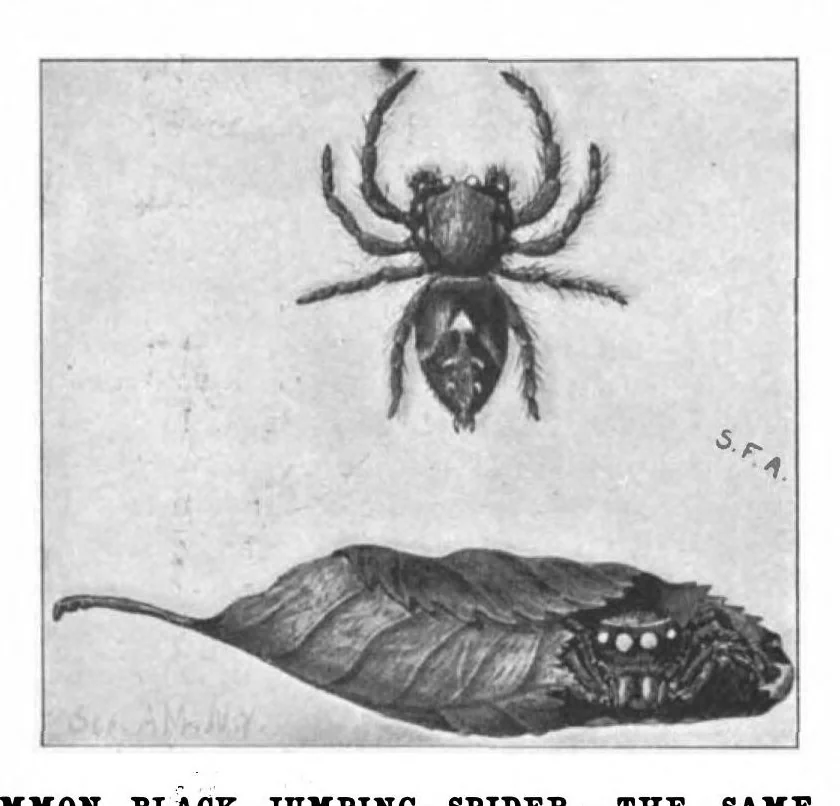 An illustration from Scientific American, Vol. 85, No. 22 (November 1901), 1901, leaf 3