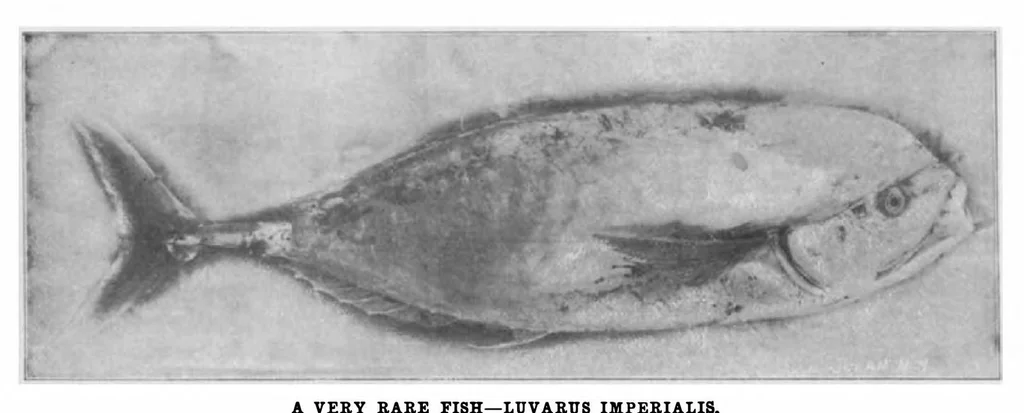 An illustration from Scientific American, Vol. 85, No. 25 (December 1901), 1901, leaf 10