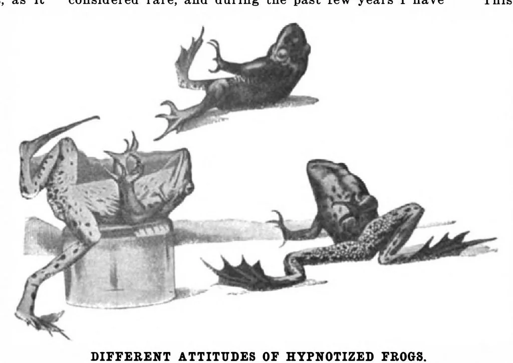 An illustration from Scientific American, Vol. 85, No. 25 (December 1901), 1901, leaf 10