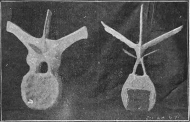 An illustration from Scientific American, Vol. 86, No. 3 (January 1902), 1902, leaf 10