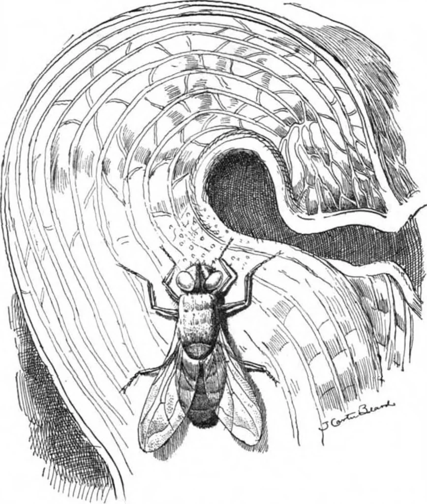 An illustration from Scientific American, Vol. 86, No. 14 (April 1902), 1902, leaf 8