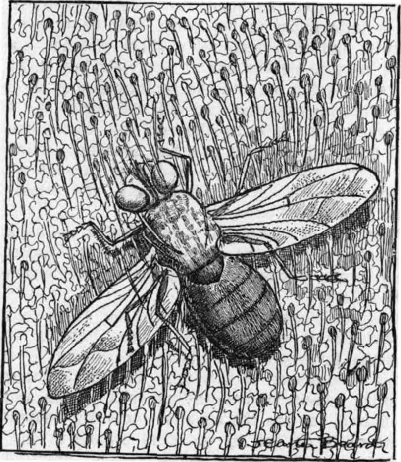 An illustration from Scientific American, Vol. 86, No. 14 (April 1902), 1902, leaf 8