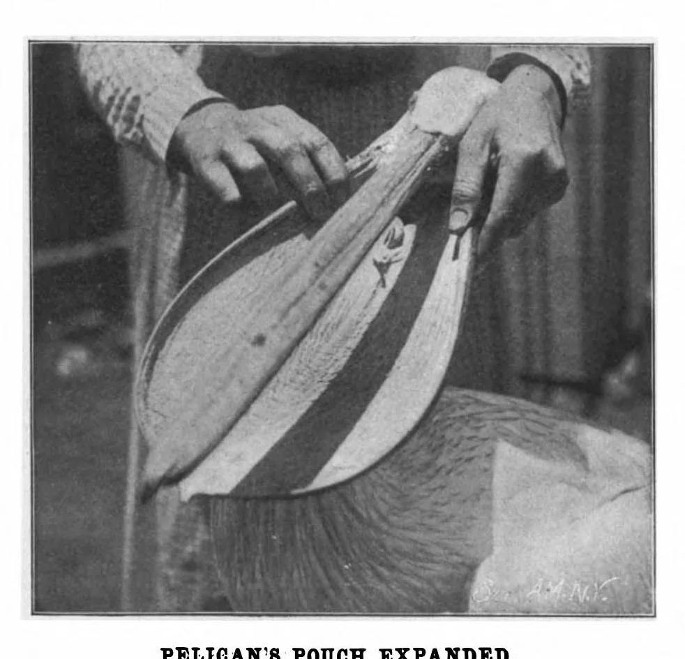 An illustration from Scientific American, Vol. 86, No. 15 (April 1902), 1902, leaf 10