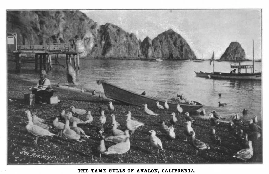 An illustration from Scientific American, Vol. 86, No. 19 (May 1902), 1902, leaf 10
