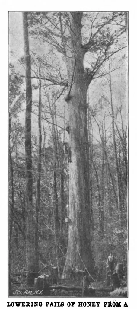 An illustration from Scientific American, Vol. 86, No. 24 (June 1902), 1902, leaf 7