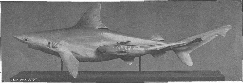 An illustration from Scientific American, Vol. 87, No. 5 (August 1902), 1902, leaf 8