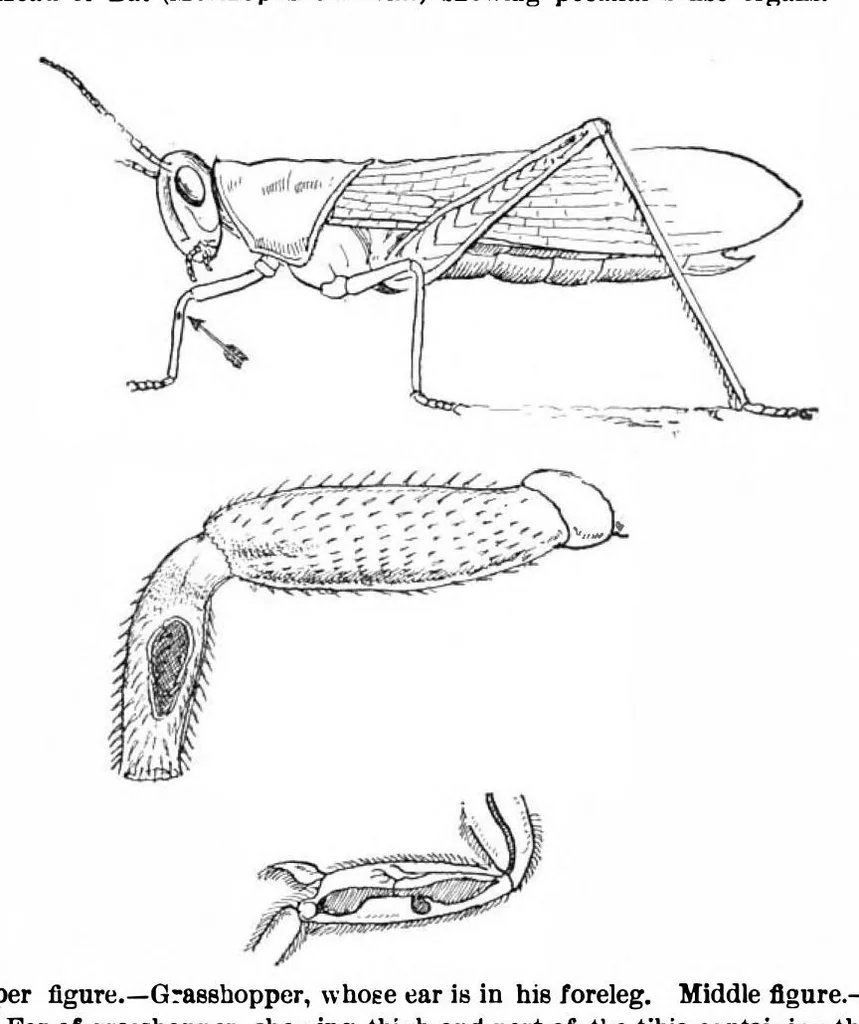 An illustration from Scientific American, Vol. 88, No. 2 (January 1903), 1903, leaf 9