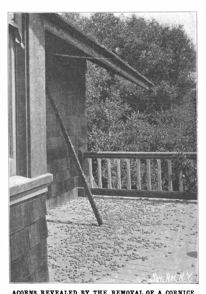 An illustration from Scientific American, Vol. 88, No. 4 (January 1903), 1903, leaf 10