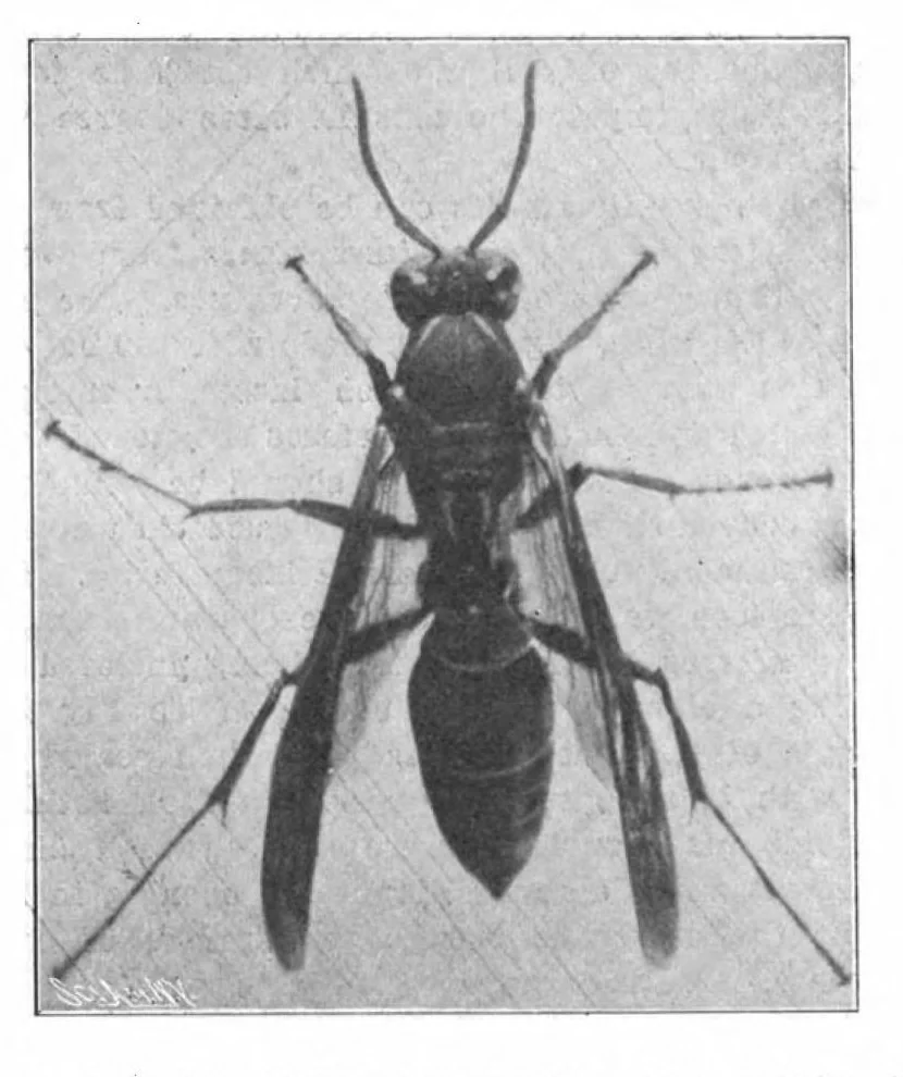 An illustration from Scientific American, Vol. 88, No. 14 (April 1903), 1903, leaf 8