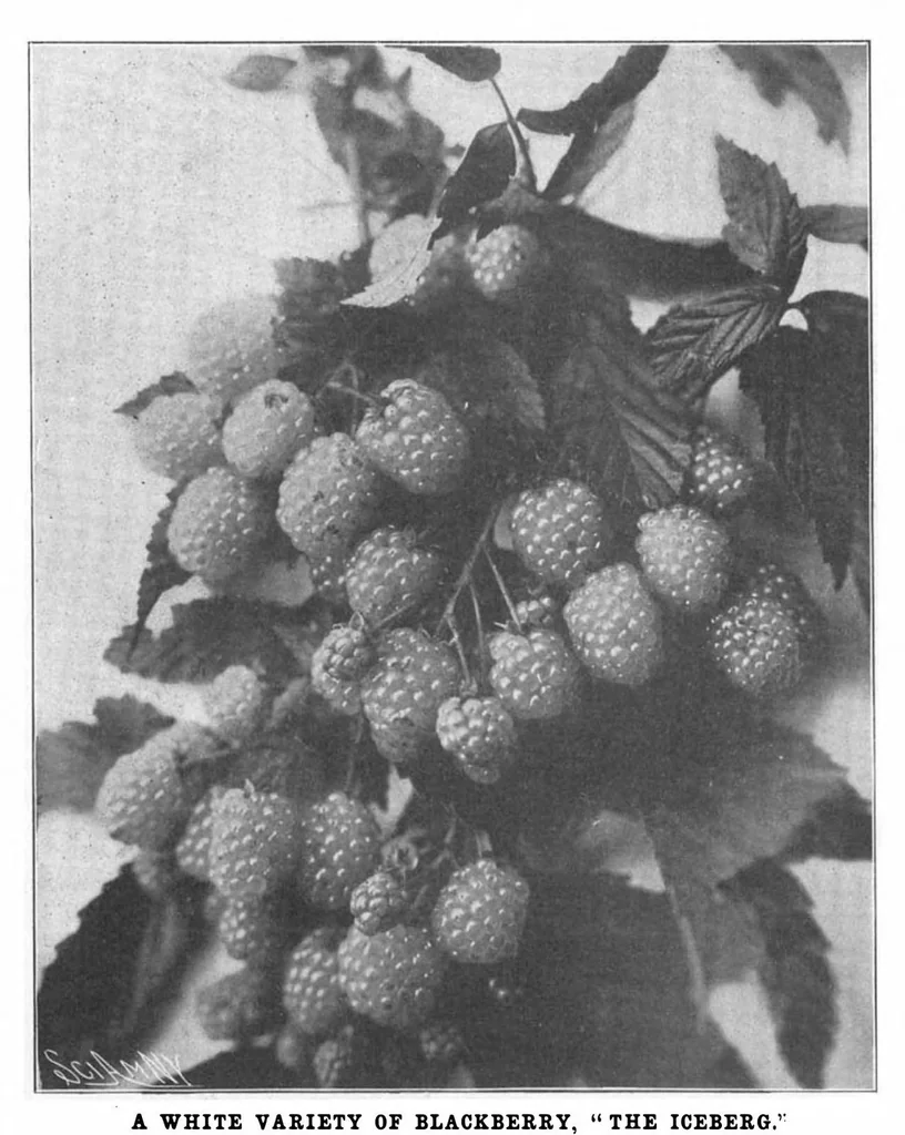 An illustration from Scientific American, Vol. 88, No. 19 (May 1903), 1903, leaf 9