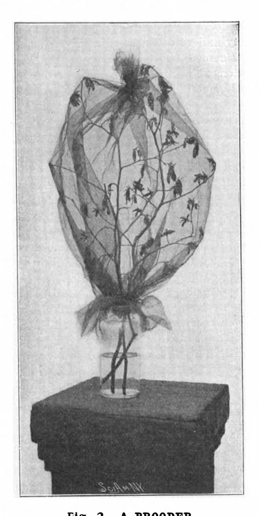 An illustration from Scientific American, Vol. 88, No. 22 (May 1903), 1903, leaf 8