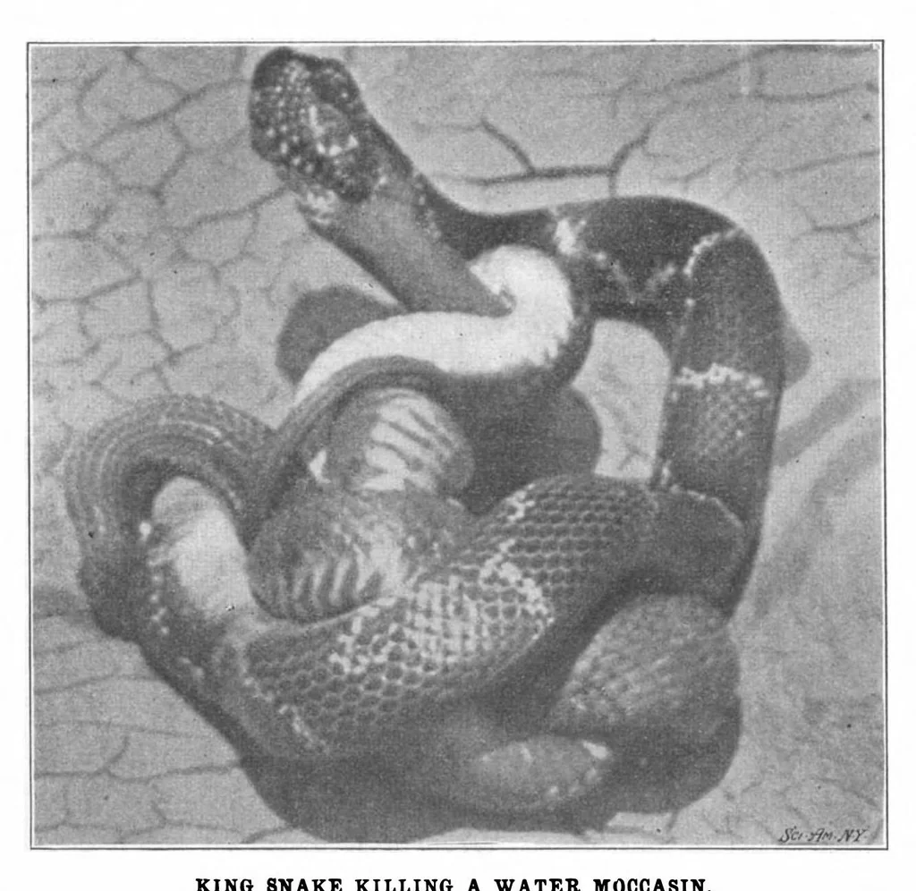 An illustration from Scientific American, Vol. 88, No. 26 (June 1903), 1903, leaf 10