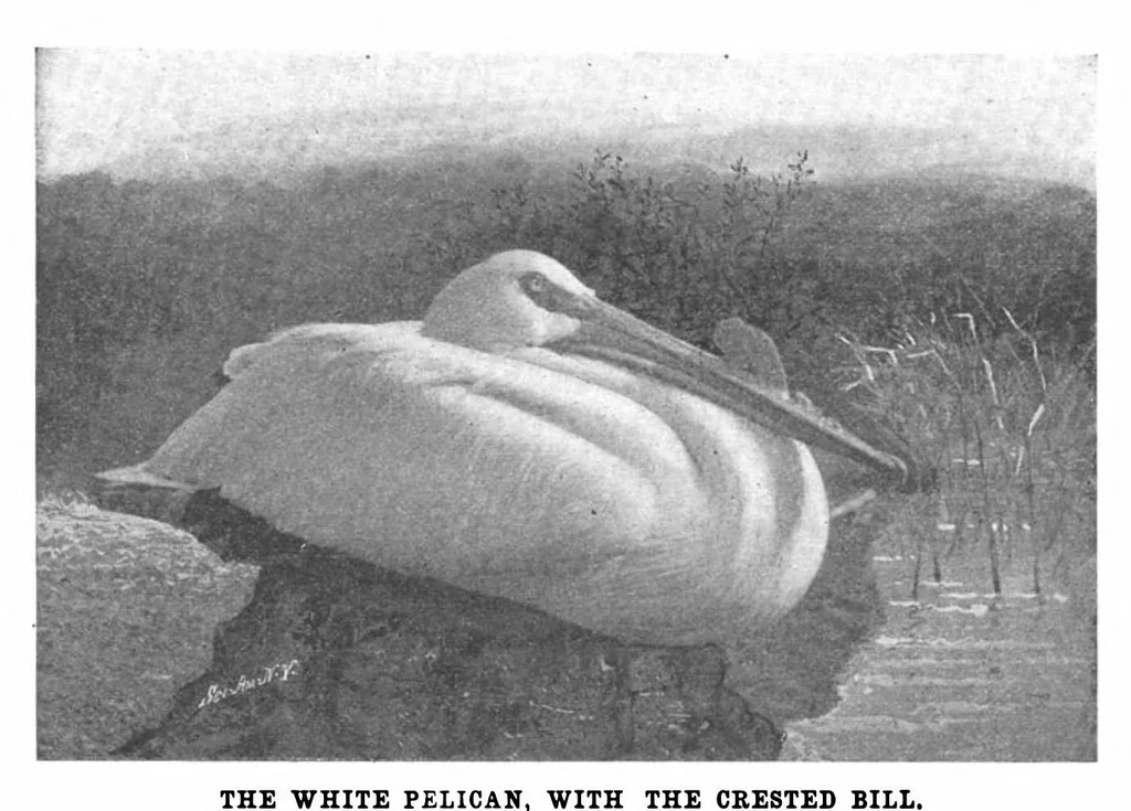 An illustration from Scientific American, Vol. 88, No. 26 (June 1903), 1903, leaf 10