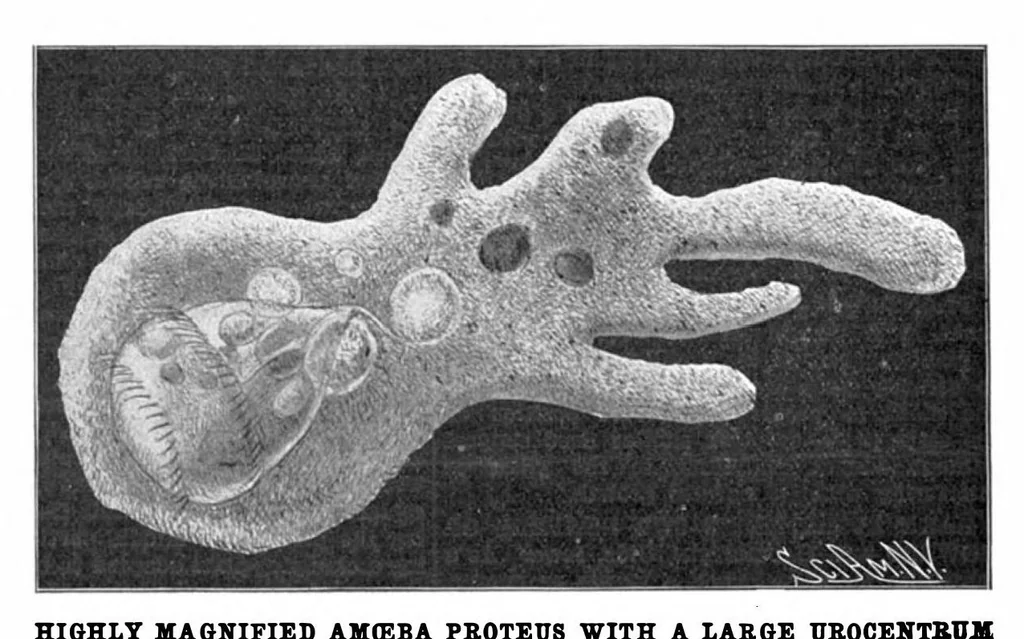 An illustration from Scientific American, Vol. 89, No. 2 (July 1903), 1903, leaf 10
