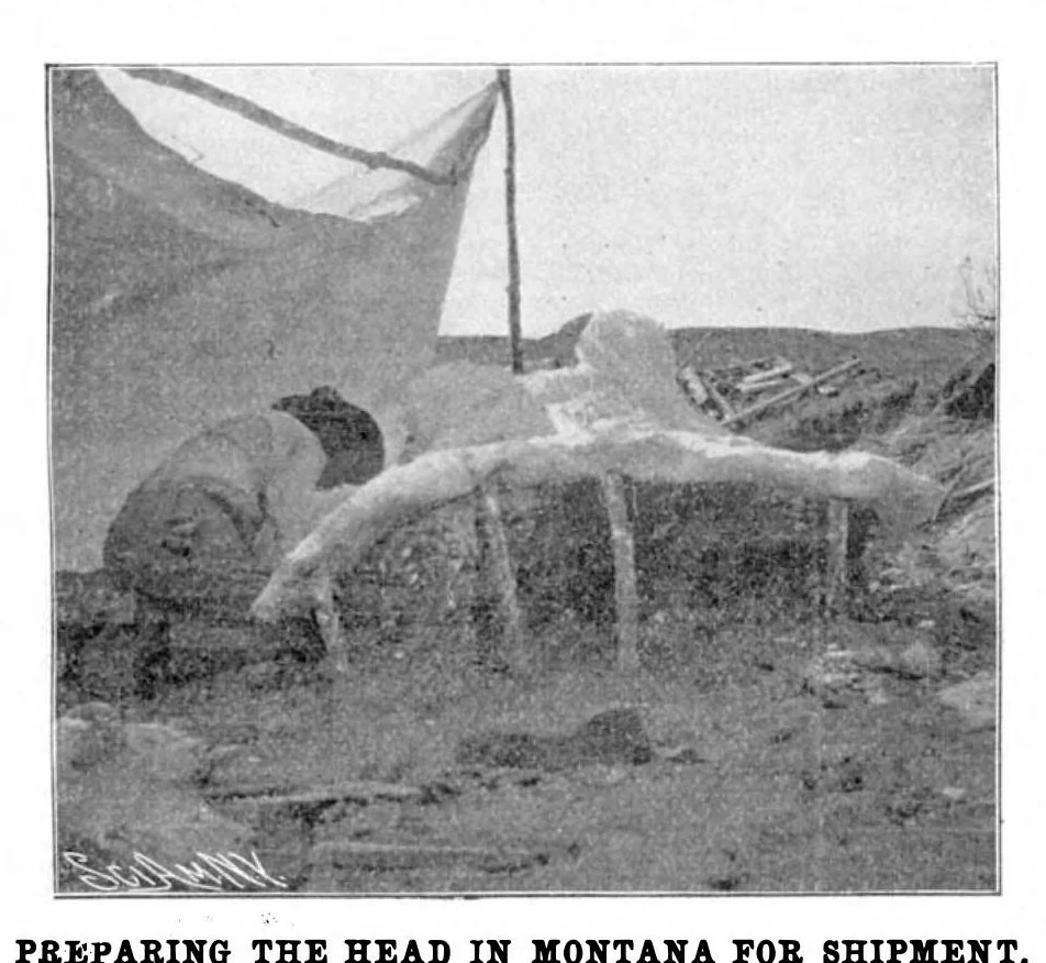 An illustration from Scientific American, Vol. 89, No. 5 (August 1903), 1903, leaf 10