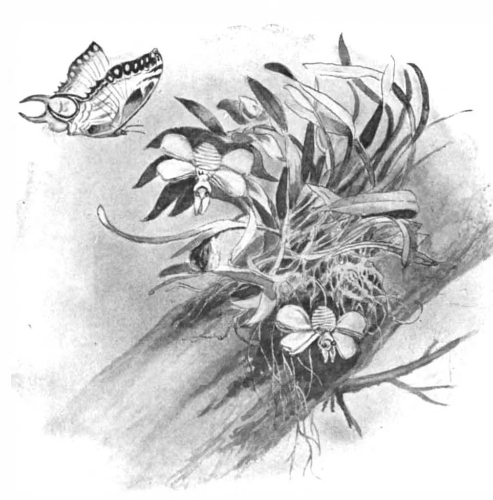 An illustration from Scientific American, Vol. 89, No. 8 (August 1903), 1903, leaf 10