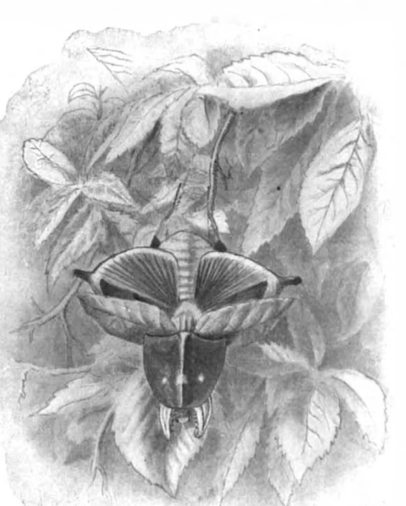 An illustration from Scientific American, Vol. 89, No. 8 (August 1903), 1903, leaf 10
