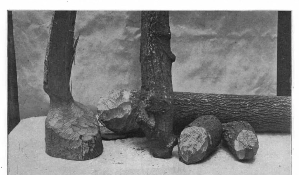 An illustration from Scientific American, Vol. 89, No. 8 (August 1903), 1903, leaf 4