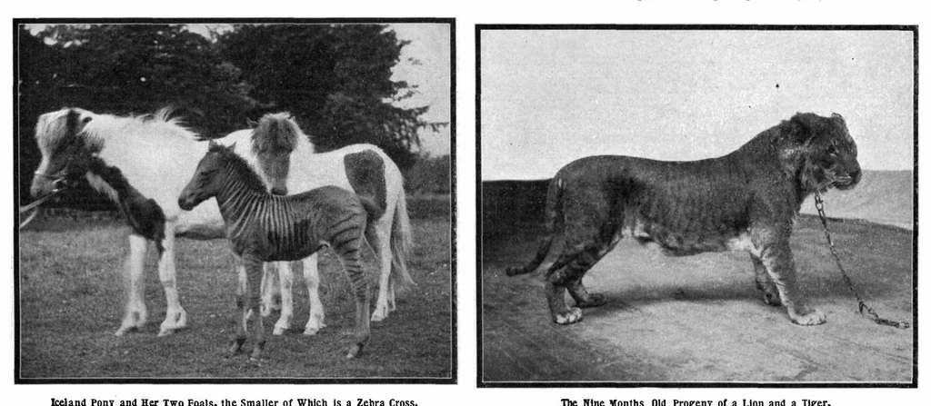 An illustration from Scientific American, Vol. 89, No. 19 (November 1903), 1903, leaf 10