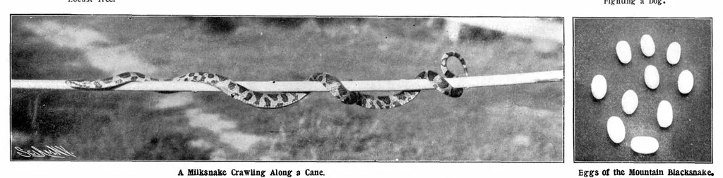 An illustration from Scientific American, Vol. 89, No. 21 (November 1903), 1903, leaf 7