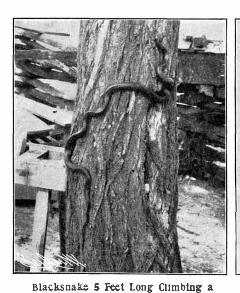 An illustration from Scientific American, Vol. 89, No. 21 (November 1903), 1903, leaf 7