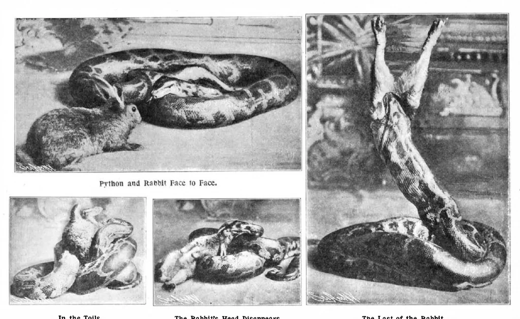 An illustration from Scientific American, Vol. 90, No. 2 (January 1904), 1904, leaf 10