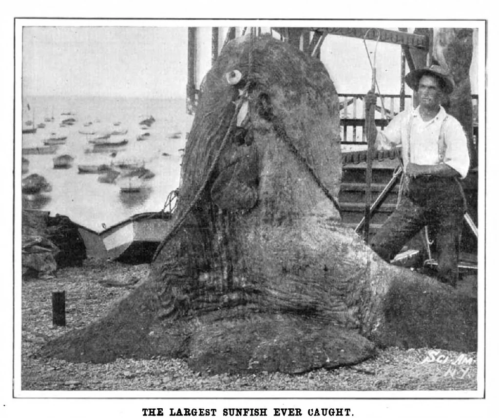 An illustration from Scientific American, Vol. 90, No. 2 (January 1904), 1904, leaf 10