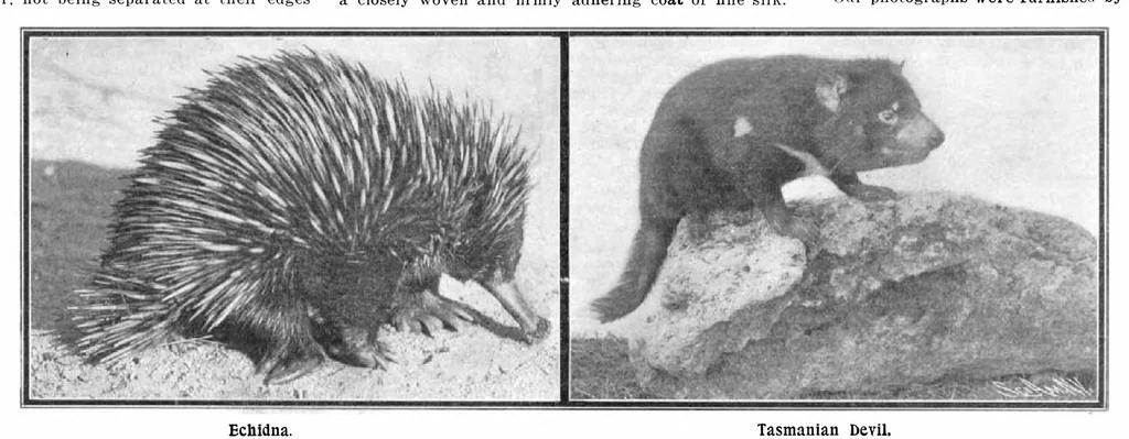 An illustration from Scientific American, Vol. 91, No. 5 (July 1904), 1904, leaf 10