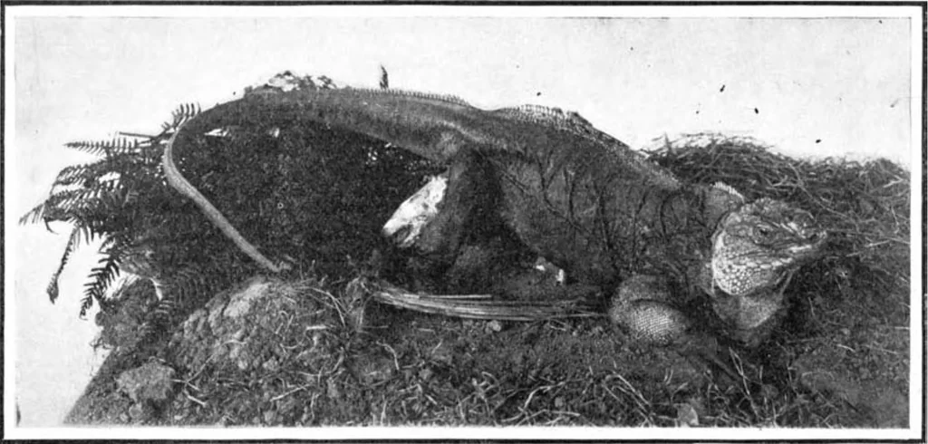 An illustration from Scientific American, Vol. 91, No. 8 (August 1904), 1904, leaf 9