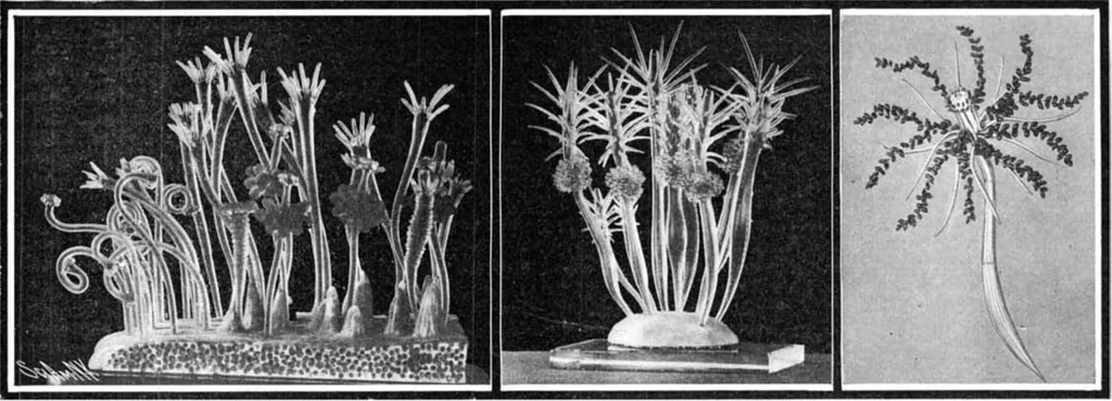 An illustration from Scientific American, Vol. 91, No. 9 (August 1904), 1904, leaf 3