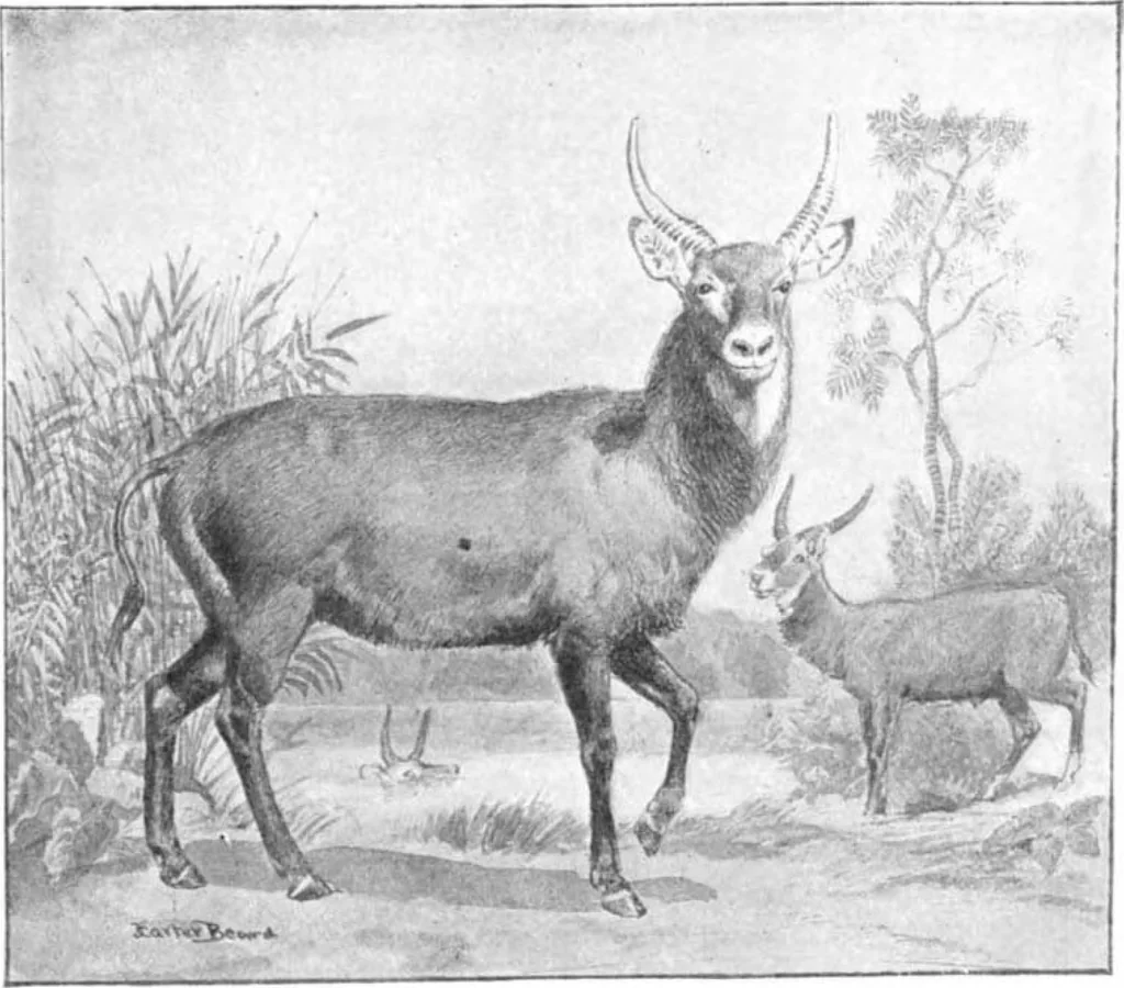 An illustration from Scientific American, Vol. 91, No. 22 (November 1904), 1904, leaf 10