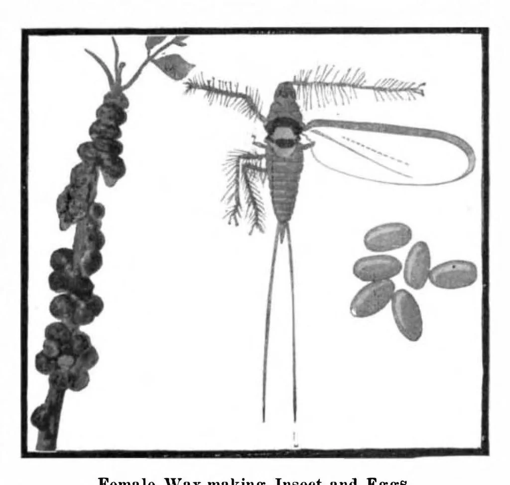 An illustration from Scientific American, Vol. 91, No. 23 (December 1904), 1904, leaf 10