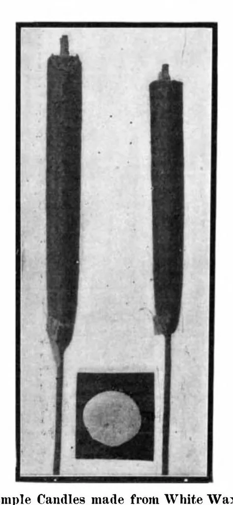 An illustration from Scientific American, Vol. 91, No. 23 (December 1904), 1904, leaf 10