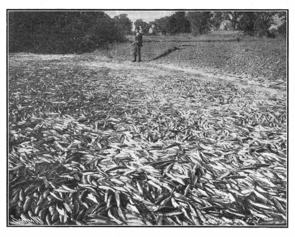 An illustration from Scientific American, Vol. 91, No. 26 (December 1904), 1904, leaf 10