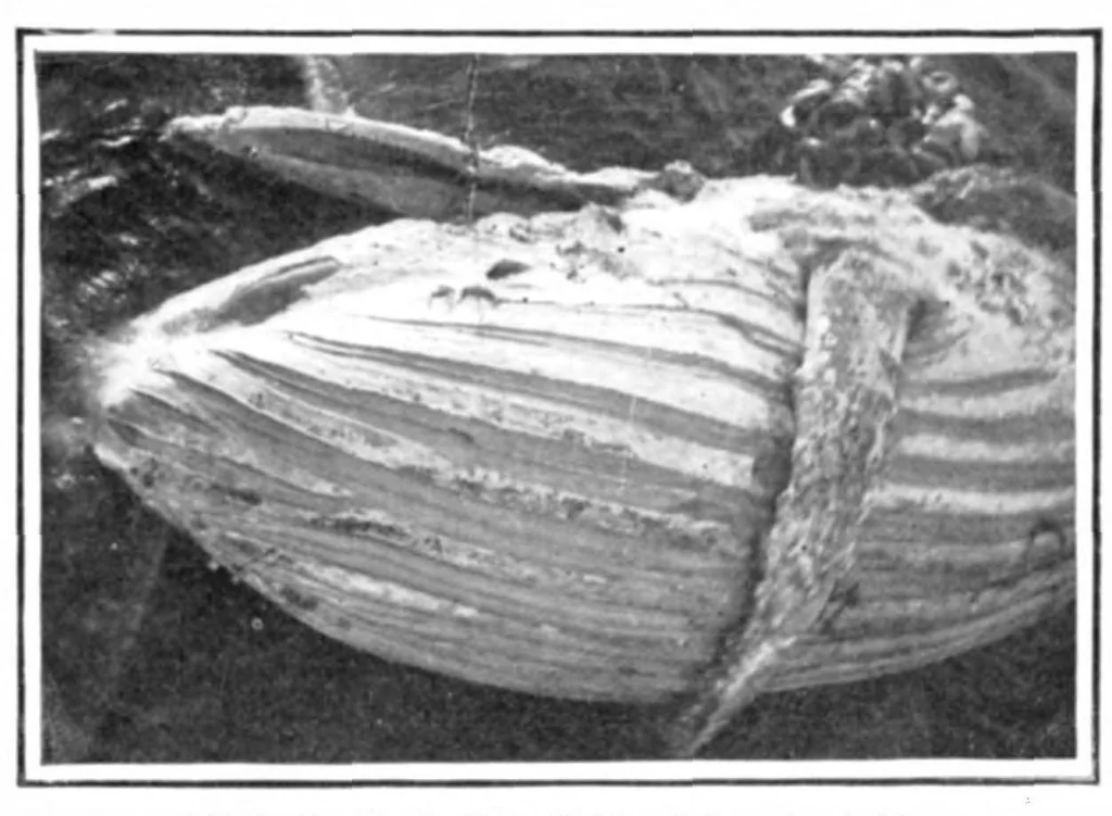 An illustration from Scientific American, Vol. 92, No. 22 (June 1905), 1905, leaf 10