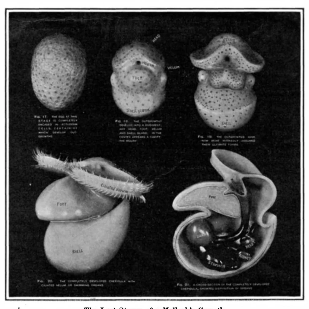 An illustration from Scientific American, Vol. 92, No. 25 (June 1905), 1905, leaf 3