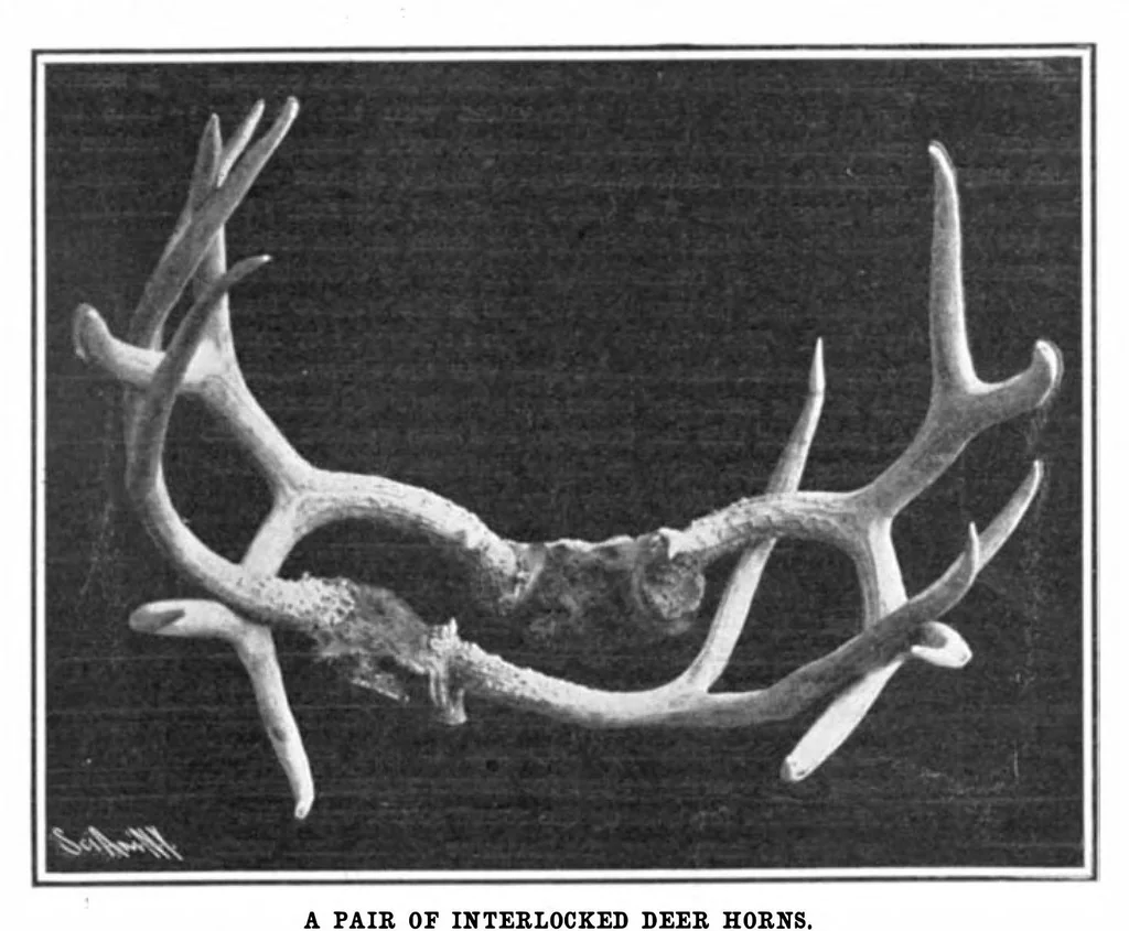 An illustration from Scientific American, Vol. 93, No. 2 (July 1905), 1905, leaf 10