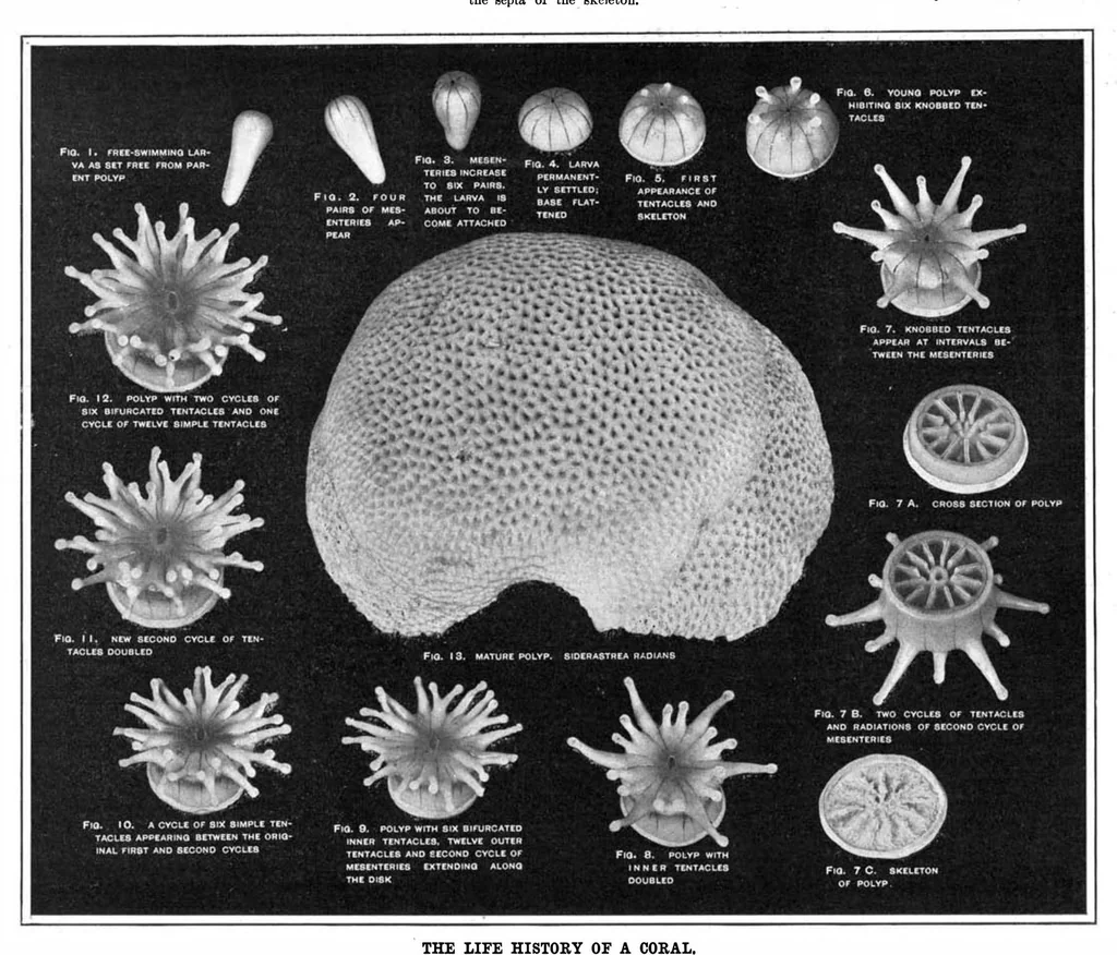 An illustration from Scientific American, Vol. 93, No. 6 (August 1905), 1905, leaf 7