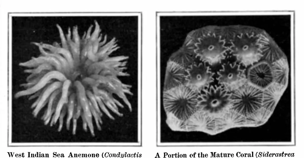 An illustration from Scientific American, Vol. 93, No. 6 (August 1905), 1905, leaf 7